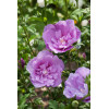 Ketmia syryjska 'Lavender Chiffon' | Hibiscus syriacus