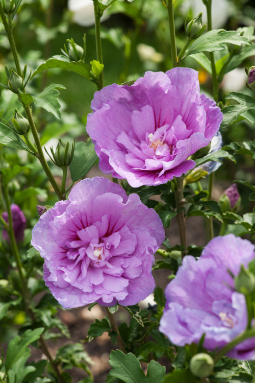 Ketmia syryjska 'Lavender Chiffon' | Hibiscus syriacus