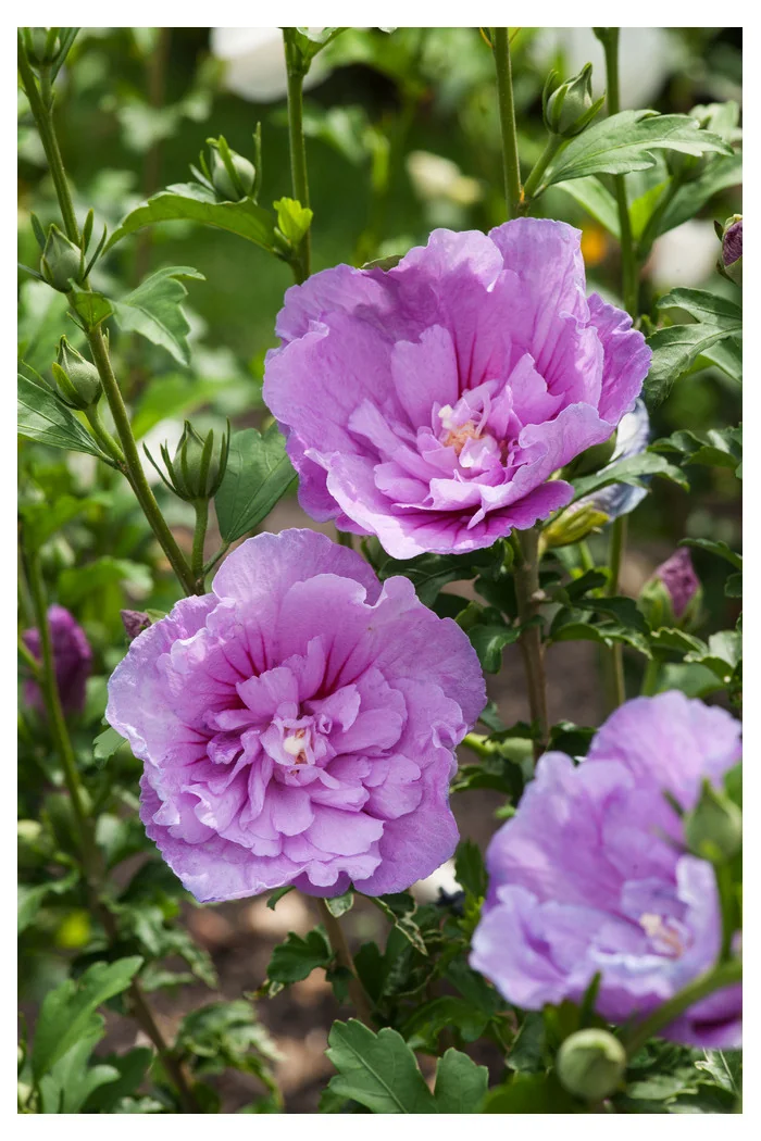 Ketmia syryjska 'Lavender Chiffon' | Hibiscus syriacus