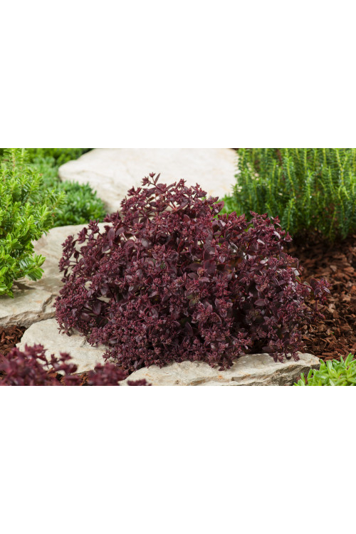 Rozchodnik 'Sunsparkler Firecracker' | Sedum