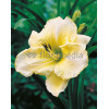 Liliowiec 'Snow Appartion' Hemerocallis