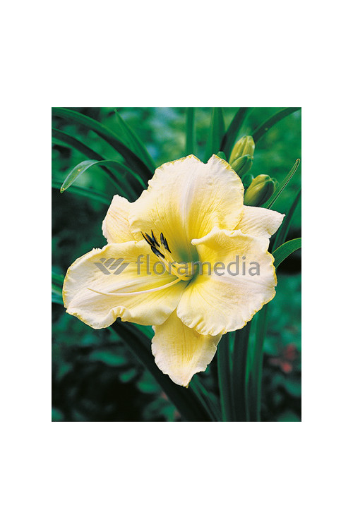 Liliowiec 'Snow Appartion' Hemerocallis