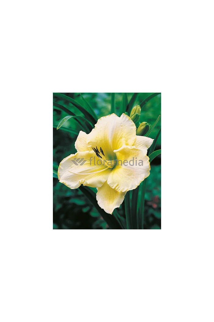 Liliowiec 'Snow Appartion' Hemerocallis