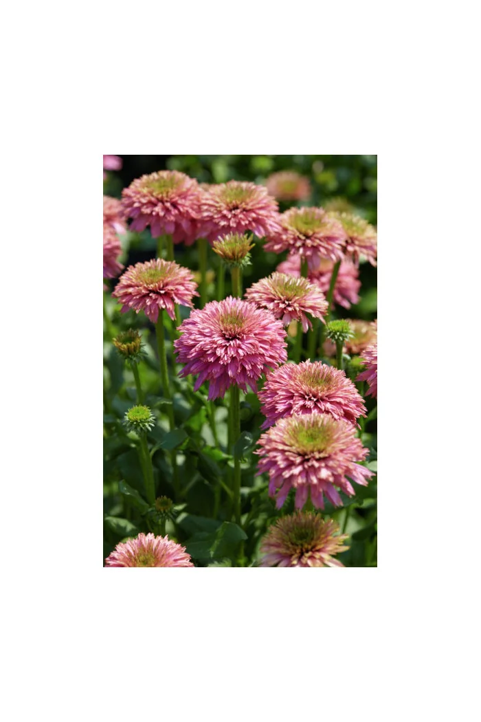 Jeżówka 'Pink Bonbon' Echinacea