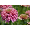 Jeżówka 'Pink Bonbon' Echinacea
