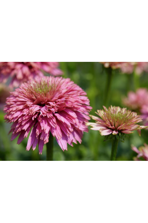 Jeżówka 'Pink Bonbon' Echinacea