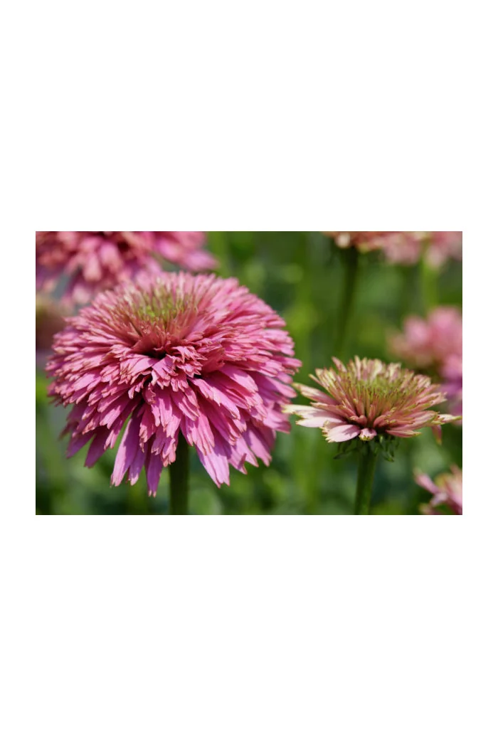Jeżówka 'Pink Bonbon' Echinacea