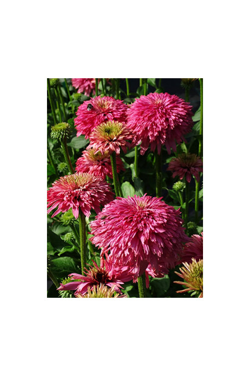 Jeżówka 'Pink Bonbon' Echinacea