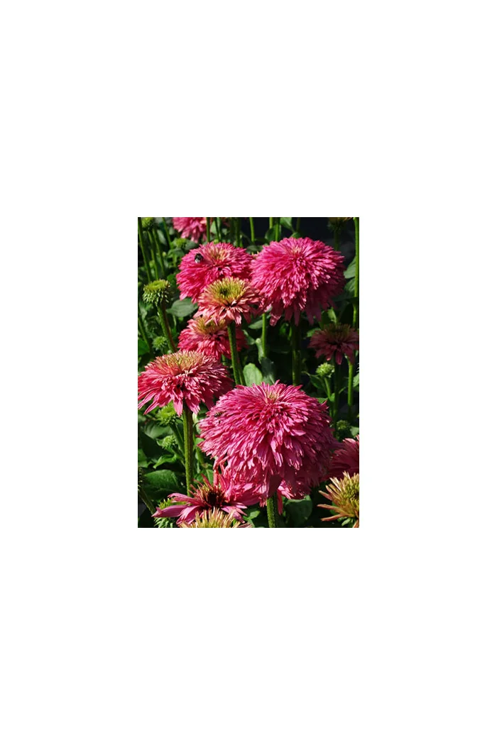 Jeżówka 'Pink Bonbon' Echinacea