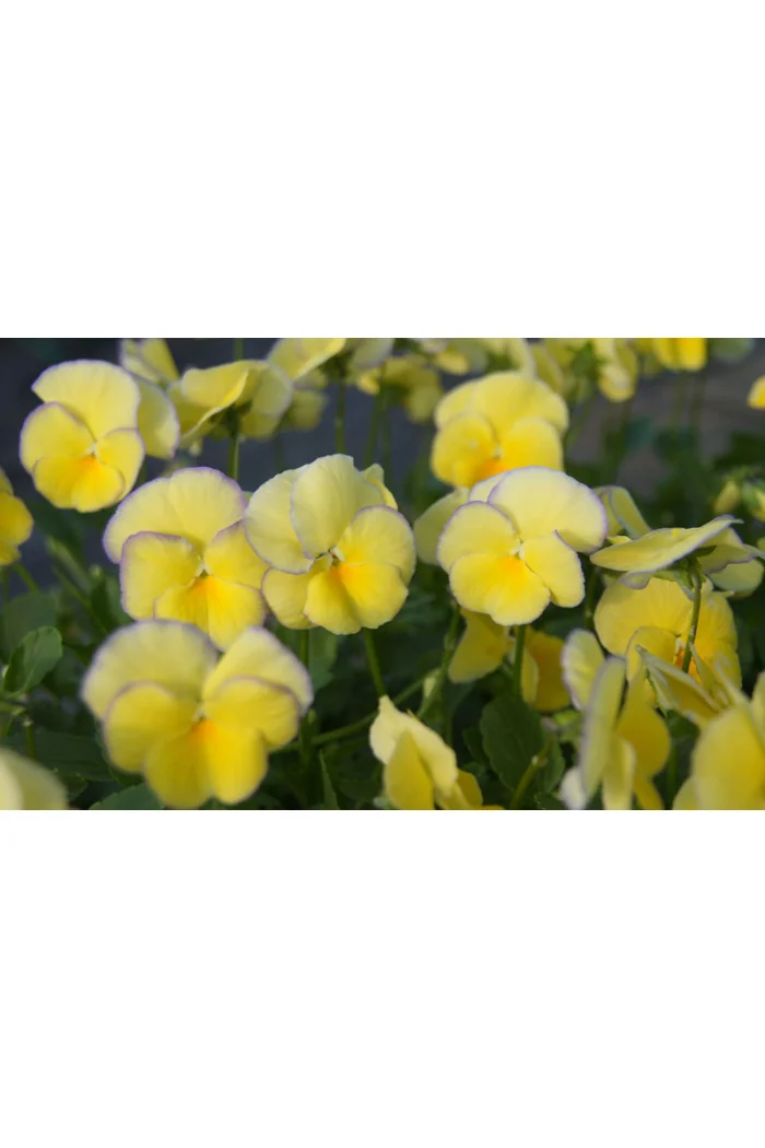 Bratek 'Etain' Viola cortuna