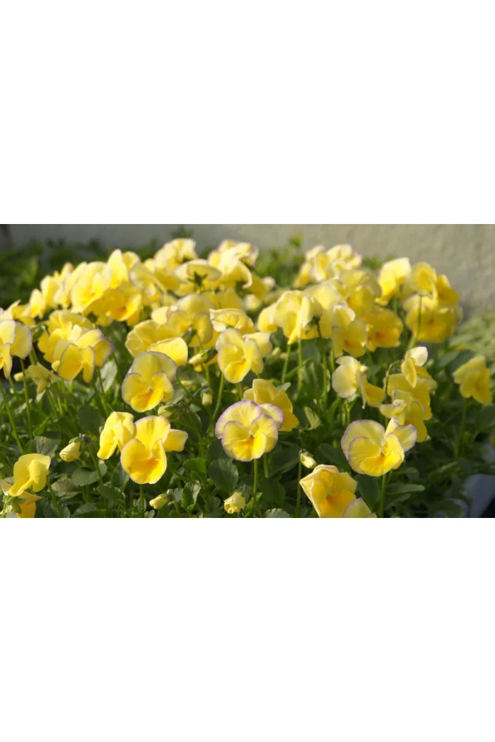 Bratek 'Etain' Viola cortuna