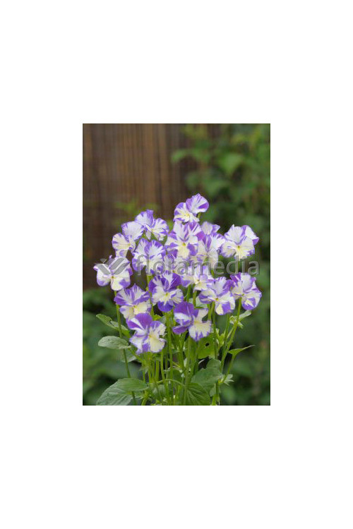 Bratek 'Rebecca' Viola cortuna