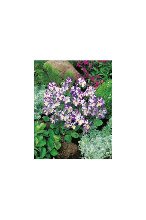 Bratek 'Rebecca' Viola cortuna