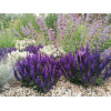 Szałwia Sensation 'Compact Deep Blue' | Salvia