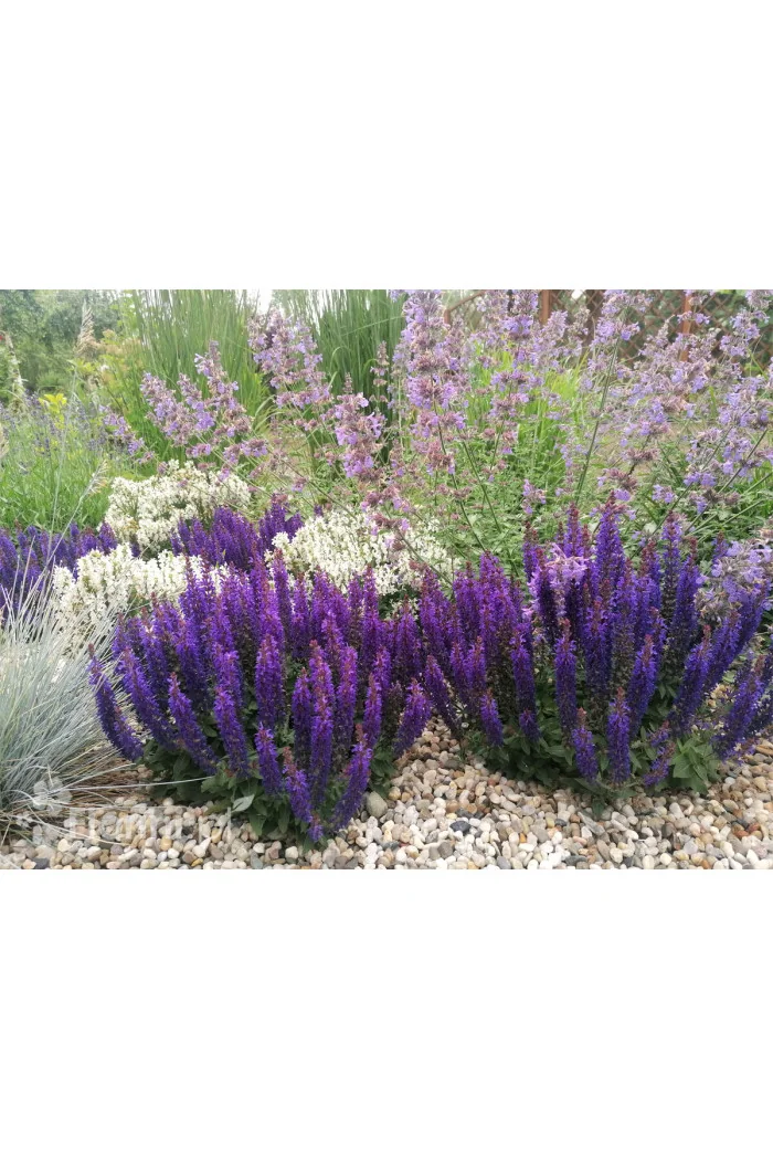 Szałwia Sensation 'Compact Deep Blue' | Salvia