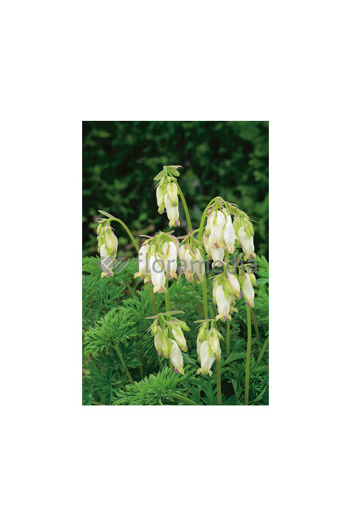 Serduszka wspaniała 'Aurora' | Dicentra exima