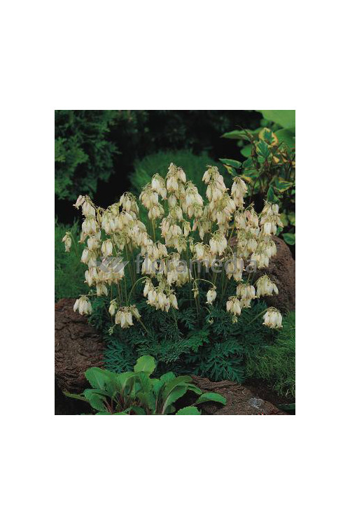 Serduszka wspaniała 'Aurora' | Dicentra exima