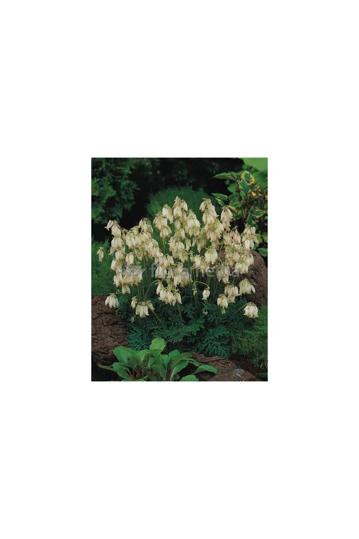 Serduszka wspaniała 'Aurora' | Dicentra exima