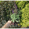 Szałwia omszona 'Caradonna' | Salvia nemorosa