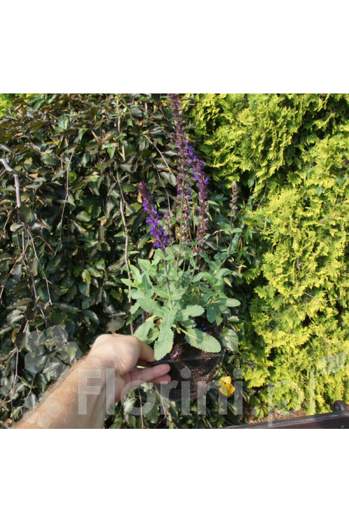 Szałwia omszona 'Caradonna' | Salvia nemorosa