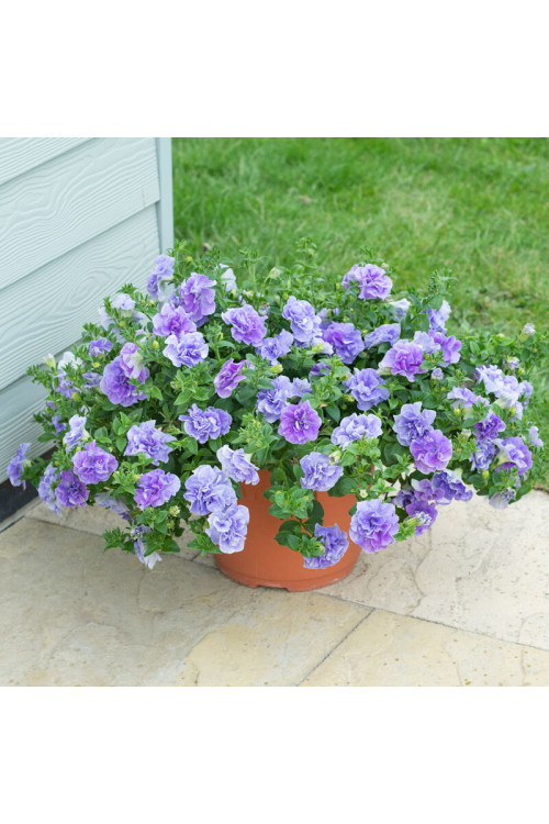 Petunia 'Tumbelina Maria' | Petunia x hybrida