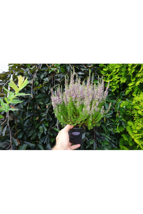 Wrzos 'Liliane' Calluna vulgaris