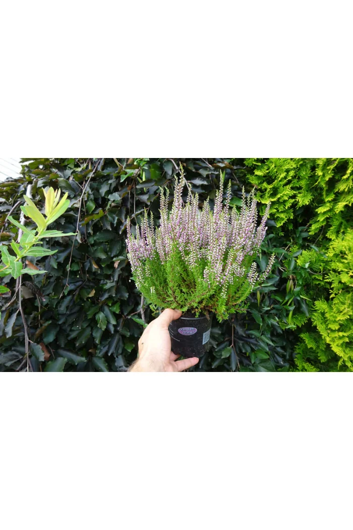 Wrzos 'Liliane' Calluna vulgaris