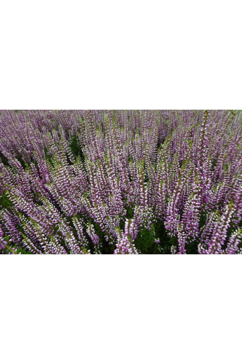 Wrzos 'Liliane' Calluna vulgaris