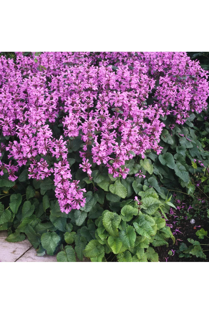 Czyściec wielkokwiatowy | Stachys grandiflora
