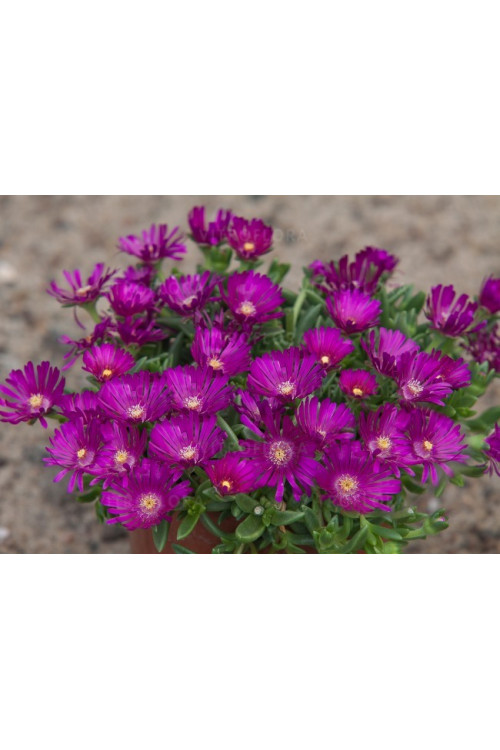Słonecznica 'Sundella Neon' | Delosperma