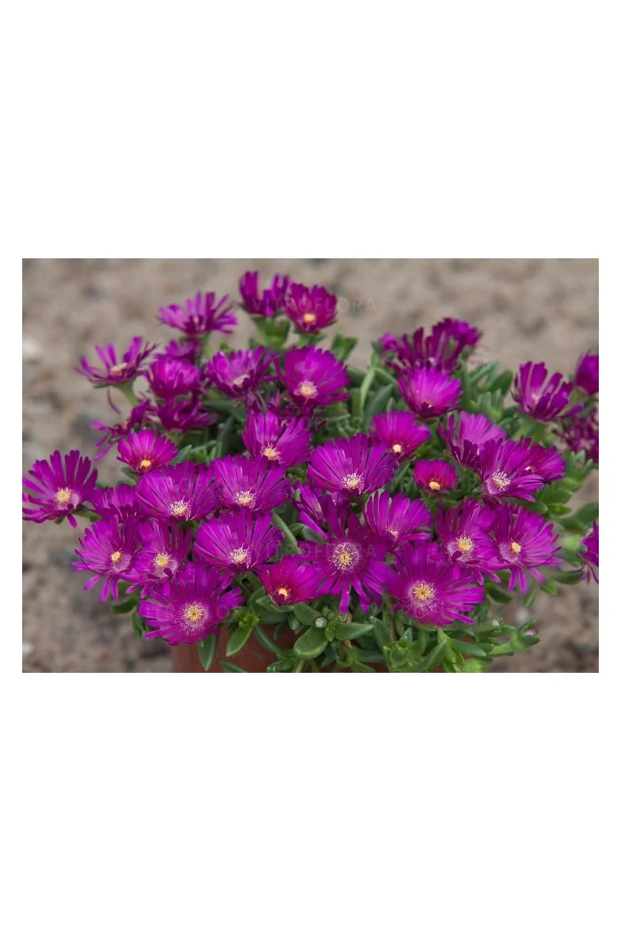 Słonecznica 'Sundella Neon' | Delosperma