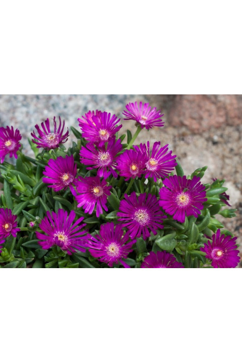 Słonecznica 'Sundella Neon' | Delosperma