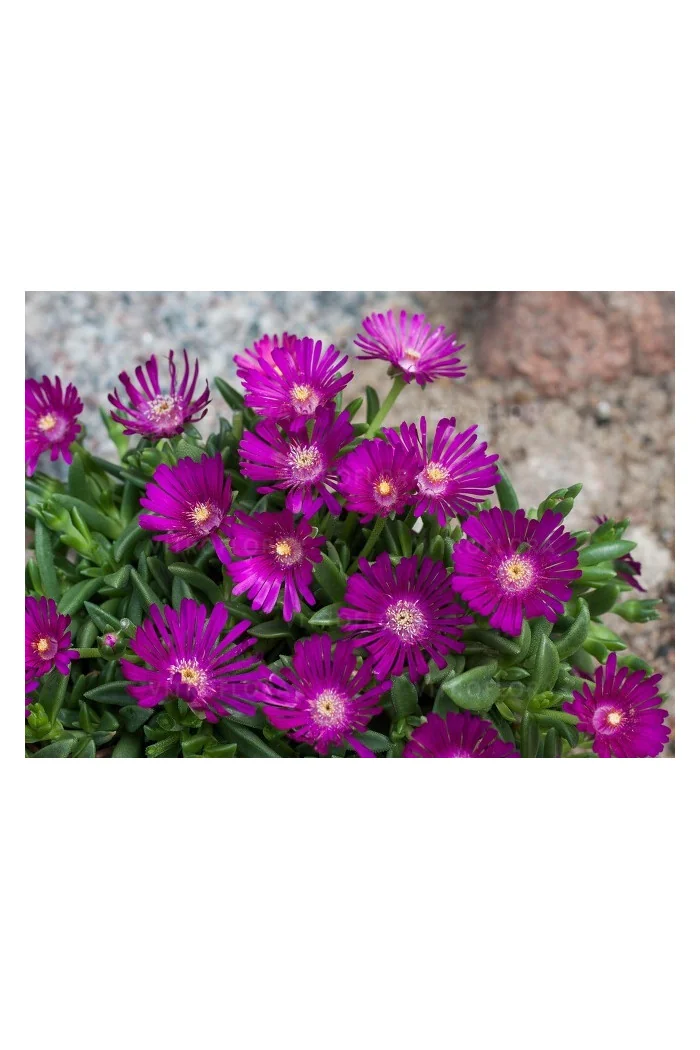 Słonecznica 'Sundella Neon' | Delosperma