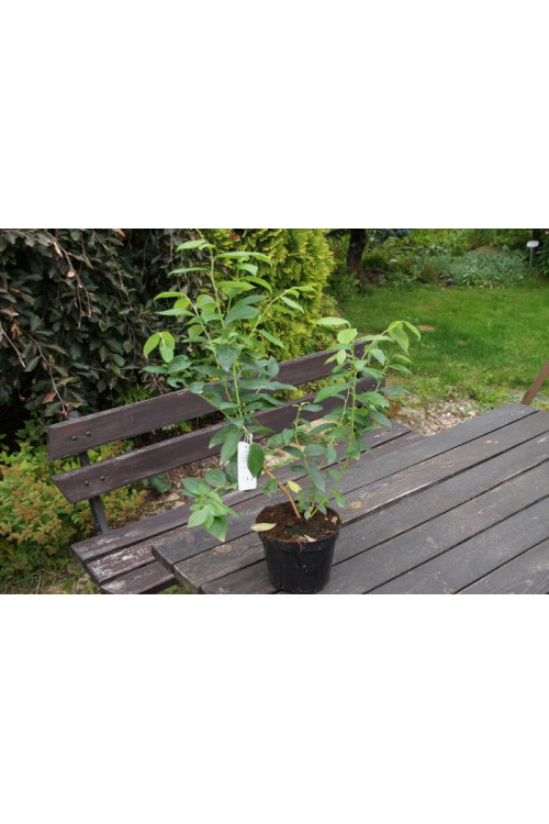 Borówka wysoka (amerykańska) 'Goldtraube' Vaccinium corymbosum