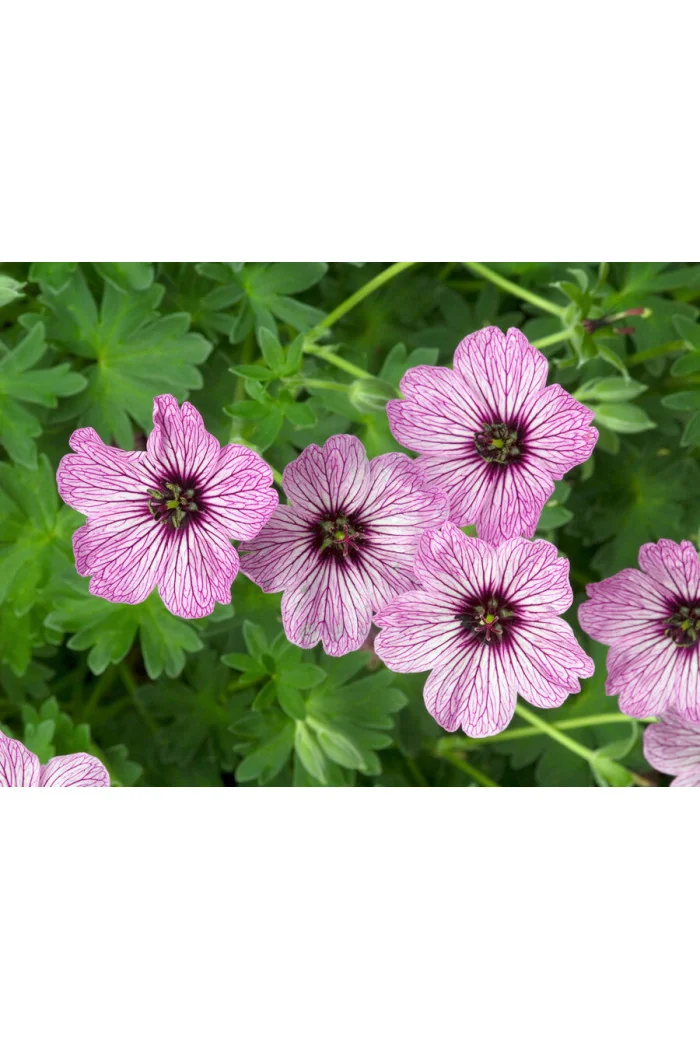 Bodziszek popielaty 'Ballerina' | Geranium cinereum