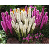 Liatra kłosowa 'Alba' | Liatris spicata