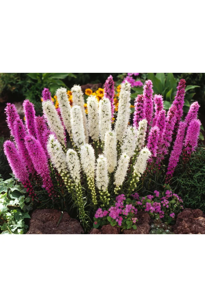 Liatra kłosowa 'Alba' | Liatris spicata