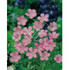 Bodziszek Endressa | Geranium endressii
