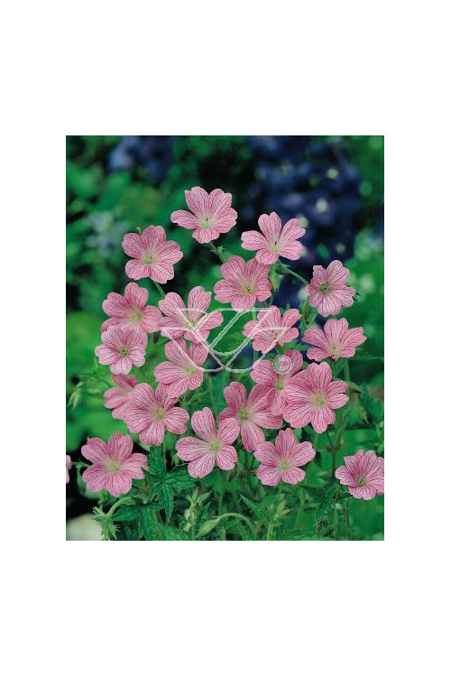 Bodziszek Endressa | Geranium endressii