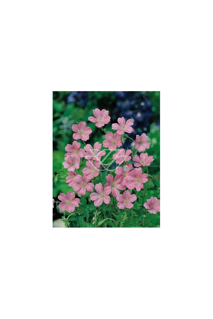 Bodziszek Endressa | Geranium endressii