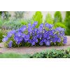 Dzwonek karpacki 'Blue Clips' Campanula carpatica