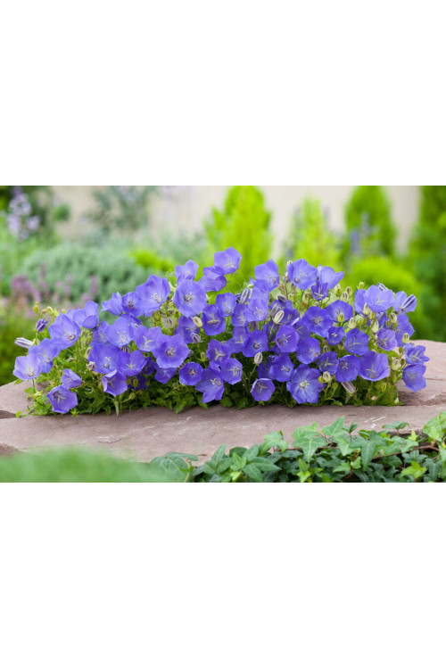 Dzwonek karpacki 'Blue Clips' Campanula carpatica