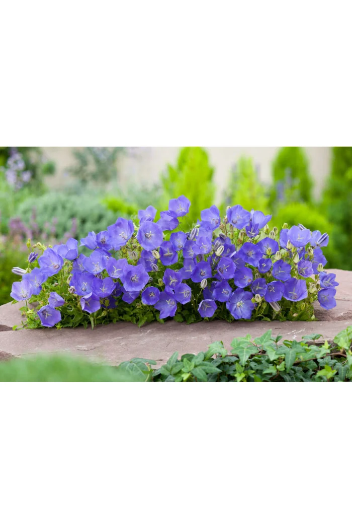 Dzwonek karpacki 'Blue Clips' Campanula carpatica