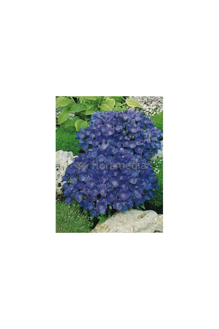 Dzwonek karpacki 'Blue Clips' Campanula carpatica