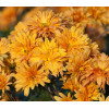 Złocień ogrodowy 'Mandarine' | Chrysanthemum indicum