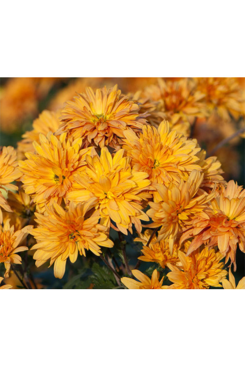 Złocień ogrodowy 'Mandarine' | Chrysanthemum indicum