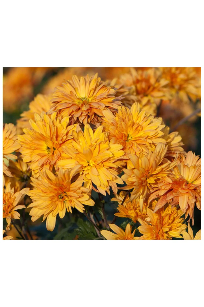 Złocień ogrodowy 'Mandarine' | Chrysanthemum indicum