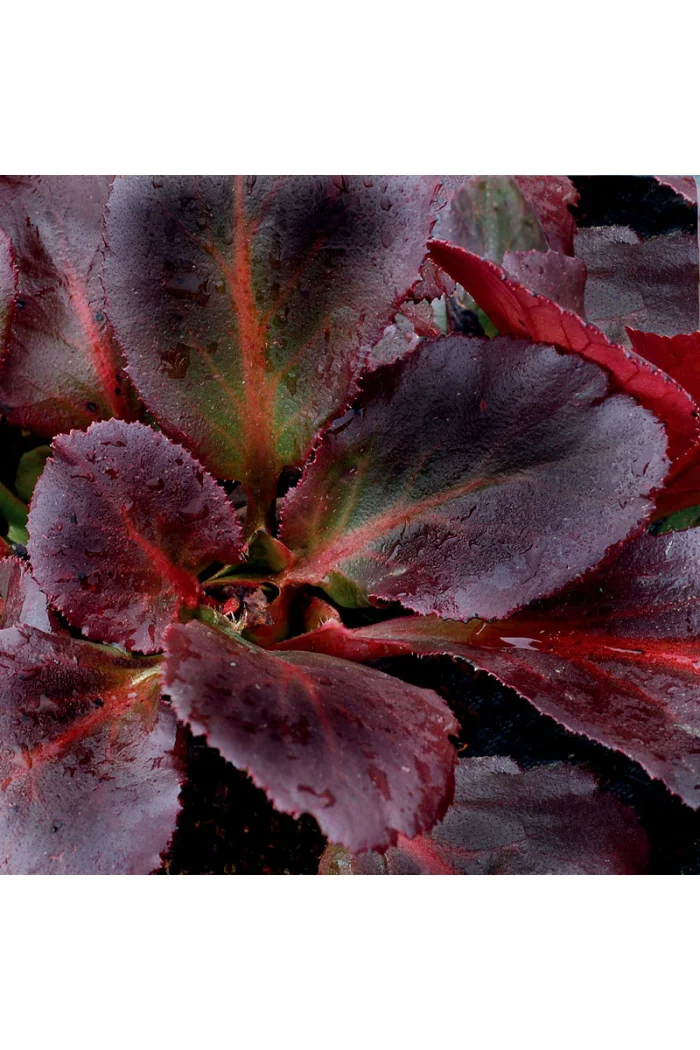 Bergenia 'Dragonfly Sakura' | Bergenia cordifolia