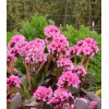 Bergenia 'Dragonfly Sakura' | Bergenia cordifolia