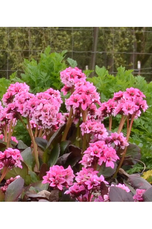 Bergenia 'Dragonfly Sakura' | Bergenia cordifolia
